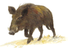 SA Wild Boar